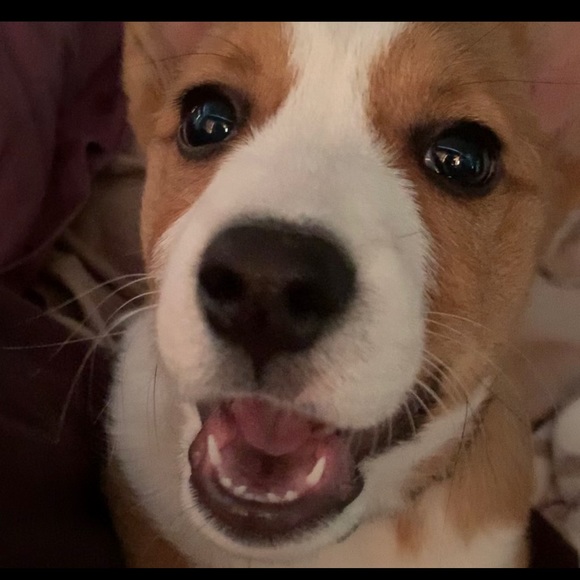 Meet your Posher, Brooke - Picture 1 of 4